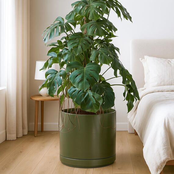 D'vine Dev 35,6 cm Keramik-Pflanztopf mit Ablaufloch und Untersetzer, Zylinder, runder Pflanztopf für den Innenbereich, Olivgrün, 94-O-G-J