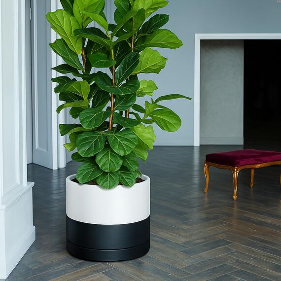 D'vine Dev 35,6 cm Keramik-Pflanztopf mit Ablaufloch und Untersetzer, Zylinder, runder Übertopf für den Innenbereich, geschichtet, einfarbig, Schwarz und Weiß, 94-O-G-L