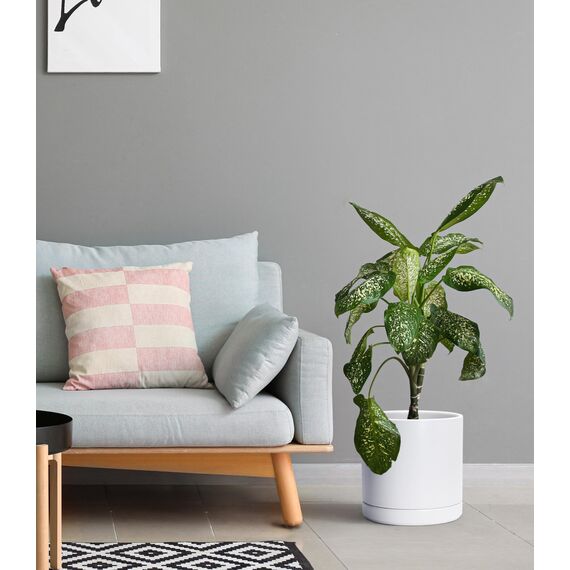 D'vine Dev 94-O-E-1 Keramik-Blumentopf mit Ablaufloch und Untersetzer, zylinderförmig, runder Blumentopf für den Innenbereich, Weiß, 25,4 cm