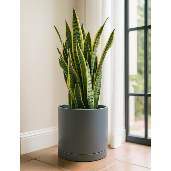 D'vine Dev 30,5 cm Keramik-Pflanztopf mit Ablaufloch und Untersetzer, zylinderförmig, runder Pflanztopf für den Innenbereich, gesprenkelt, grau, 94-O-F-3