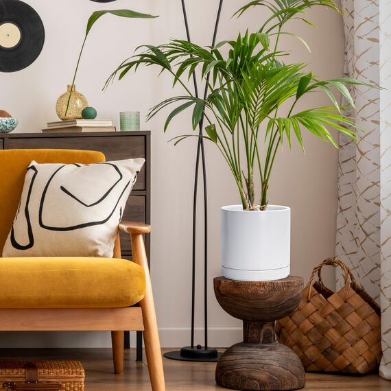 D'vine Dev 94-O-D-1 Keramik-Blumentopf mit Ablaufloch und Untersetzer, zylinderförmig, runder Blumentopf für den Innenbereich, Weiß, 20,3 cm