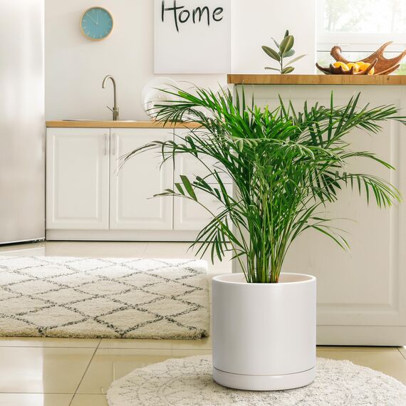 D'vine Dev 94-O-F-8 Keramik-Pflanztopf mit Ablaufloch und Untersetzer, zylinderförmig, rund, 30,5 cm, Haferflocken