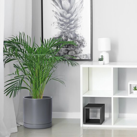 D'vine Dev 6 Zoll & 8 Zoll & 10 Zoll, Set mit 3 runden Keramik-Pflanztöpfen mit Ablaufloch und Untersetzer, grau, 94-T-L-3