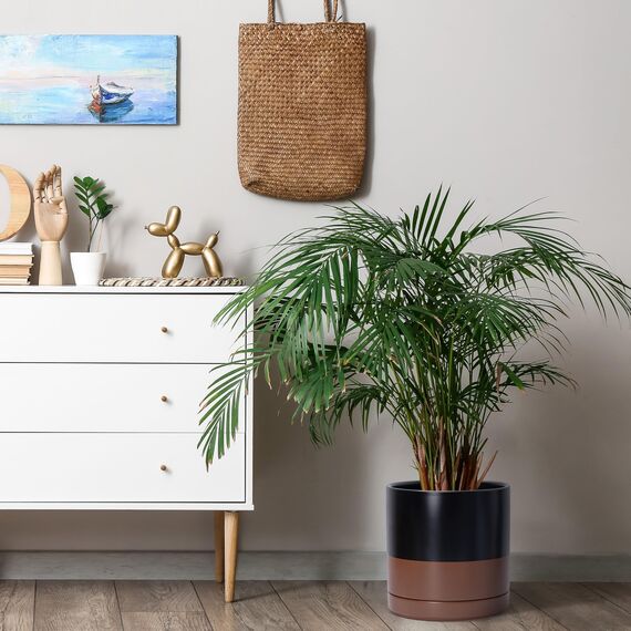 D'vine Dev 94-O-E-7 Keramik-Blumentopf mit Ablaufloch und Untersetzer, zylinderförmig, runder Blumentopf für den Innenbereich, Schwarz/Hellbraun gesprenkelt, 25,4 cm