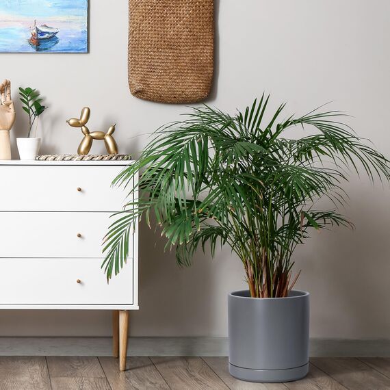 D'vine Dev 6 Zoll & 8 Zoll & 10 Zoll, Set mit 3 runden Keramik-Pflanztöpfen mit Ablaufloch und Untersetzer, grau, 94-T-L-3