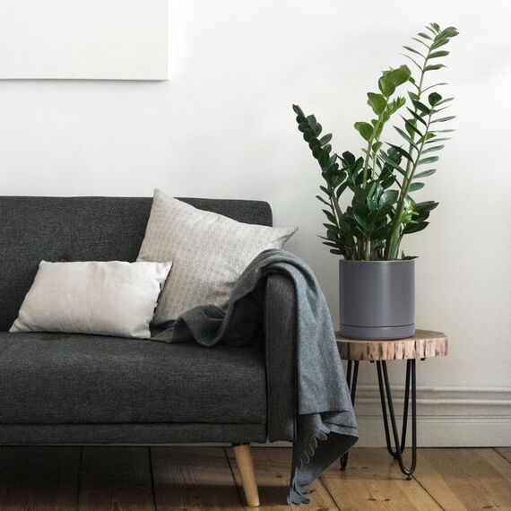 D'vine Dev 6 Zoll & 8 Zoll & 10 Zoll, Set mit 3 runden Keramik-Pflanztöpfen mit Ablaufloch und Untersetzer, grau, 94-T-L-3