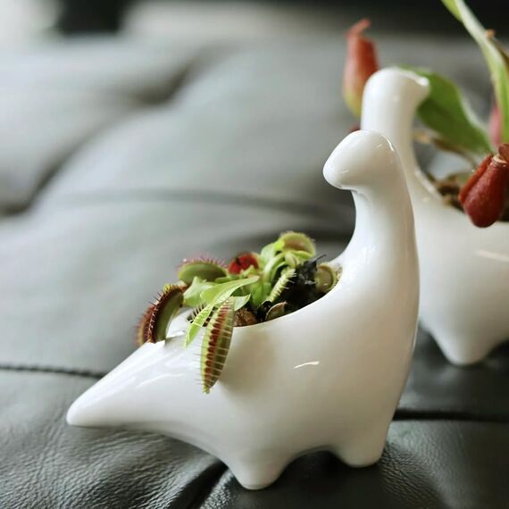 GeLive Weißer Dinosaurier-Keramik-Sukkulenten-Übertopf, Blumenkasten mit Untersetzer, Cartoon-Tierdekoration, 12,7 cm, für drinnen und draußen