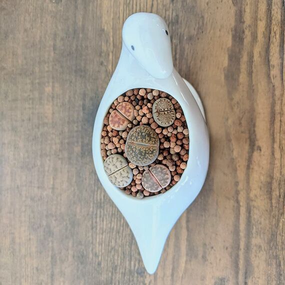 GeLive Weißer Dinosaurier-Keramik-Sukkulenten-Übertopf, Blumenkasten mit Untersetzer, Cartoon-Tierdekoration, 12,7 cm, für drinnen und draußen