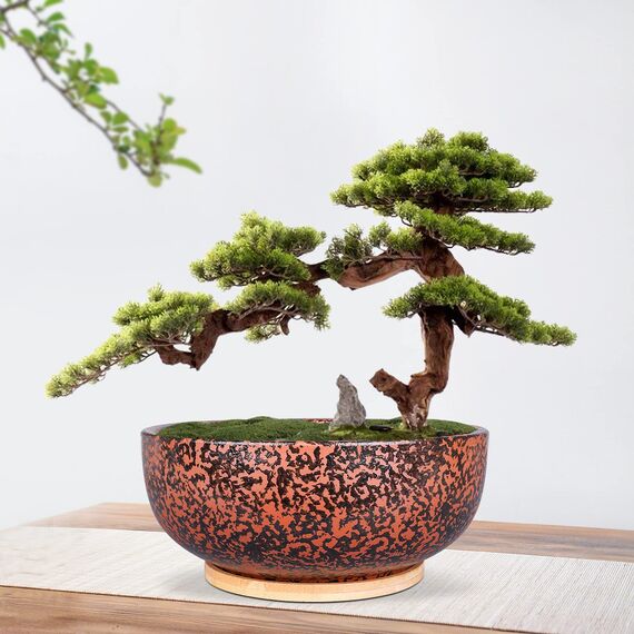 Fivepot 25,4 cm großer Terrakotta-Sukkulenten-Übertopf für Garten, Pflanzschale, tiefer Blumentopf, Innen- und Außenbereich, Dekoration, Drainage, Bambus-Tablett