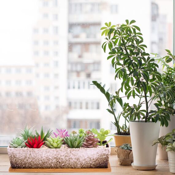 Sukkulenten-Blumentöpfe, 30 cm lang, rechteckig, Sukkulenten-Blumentöpfe mit Drainage, Bambusschalen, große Keramik-Kaktus-Blumenpflanzen für Innen- und Außenpflanzen, Heimdekoration, Weiß