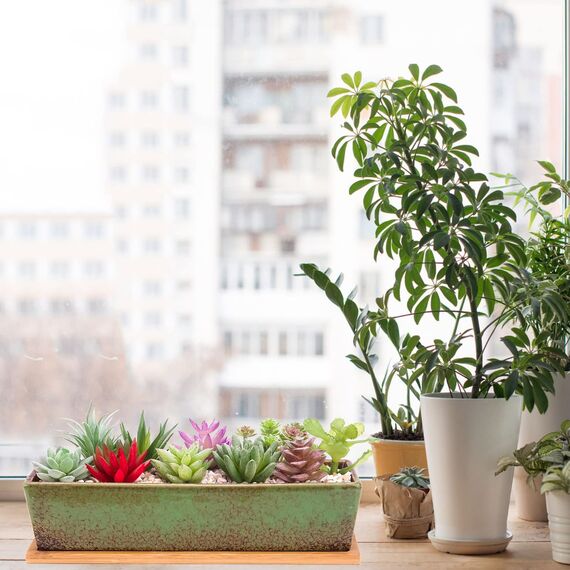 Sukkulenten-Blumentöpfe, 30 cm lang, rechteckig, Sukkulenten-Blumentöpfe mit Drainage, Bambusschalen, große Keramik-Kaktus-Blumenpflanzen für Innen- und Außenpflanzen, Heimdekoration, Grün