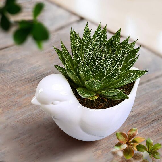 GeLive Keramik-Sukkulenten-Übertopf, Blumenvase, Bonsai-Fensterbank-Box mit Drainage-Untersetzer, bezaubernde Dekoration für den Innenbereich, Weiß