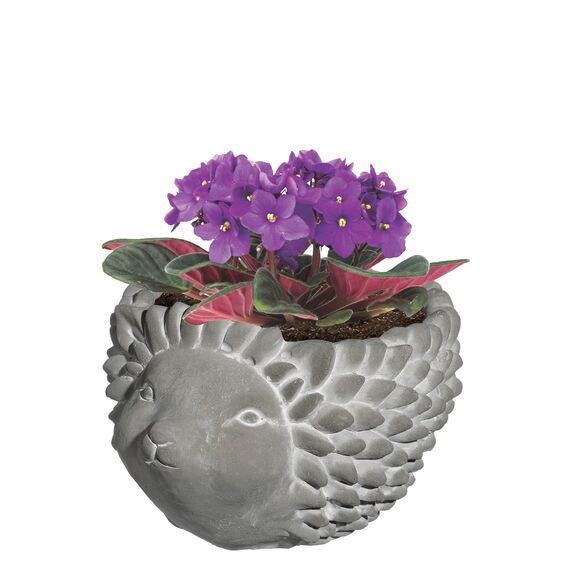 Classic Home and Garden Cement Buddies Igel-Pflanzgefäß für drinnen und draußen, Grau, klein, 14 cm