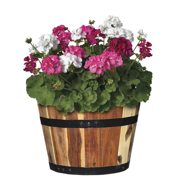 Classic Home and Garden 5/800/3 Holzfass Set mit 3 Pflanzgefäßen, Akazie