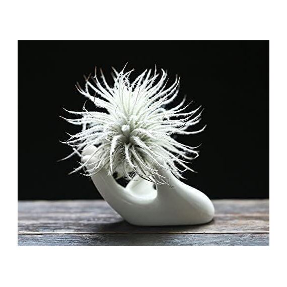 Dahey Zondam Air Plant Pot Keramik Tillandsia-Halter Hand White