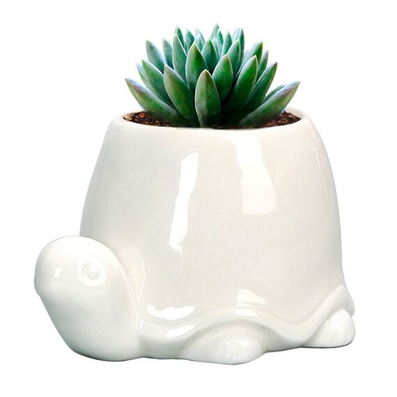 GeLive Weiße Schildkröte Keramik Sukkulenten Pflanzgefäß Schildkröte Pflanztopf Fensterbank Box Tier Blumenbehälter Tischplatte Dekor mit Drainageloch (2er Set Schildkröte)