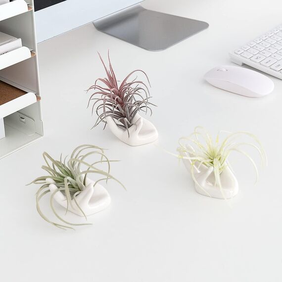 Dahey Zondam Air Plant Pot Keramik Tillandsia-Halter Hand White