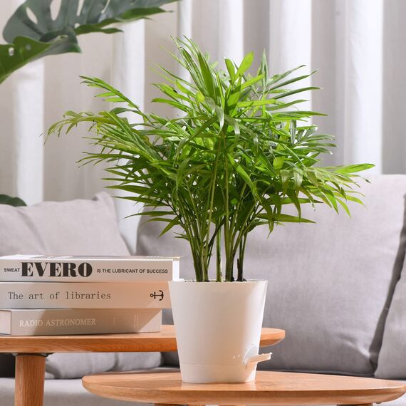 Qaobo Blumentöpfe, selbstbewässernd, hohe Drainage, Blumentöpfe für Innen- und Außenbereich, mit Auffangschale und Bewässerungslippe, Gartenpflanzen, Weiß, 6 Stück