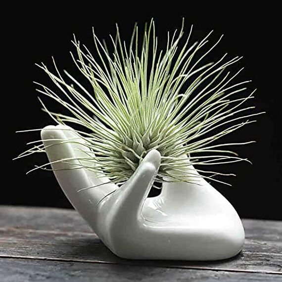 Dahey Zondam Air Plant Pot Keramik Tillandsia-Halter Hand White