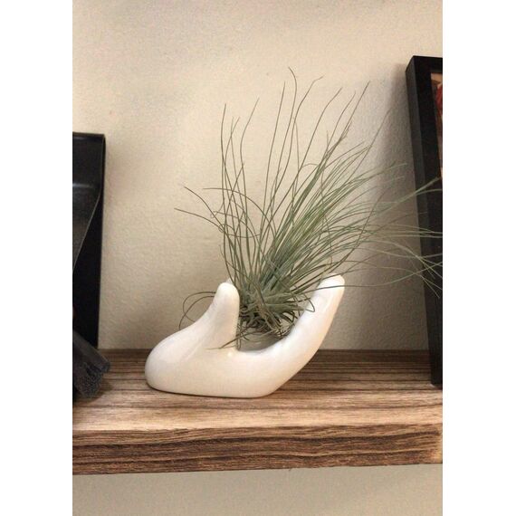 Dahey Zondam Air Plant Pot Keramik Tillandsia-Halter Hand White