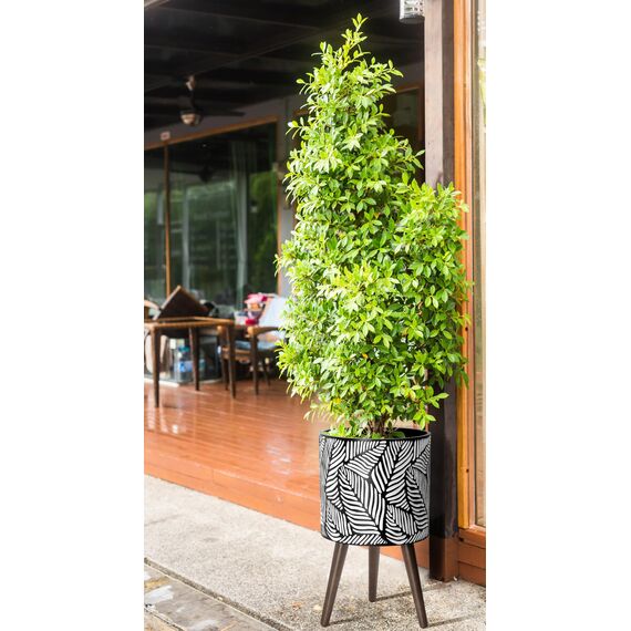 D'vine Dev Blumentopf Mit Ständer für Innenbereich, 44,5 cm Höhe, für Zimmerpflanzen, Mit Abflussloch und Stöpsel, 27,9 cm Medium