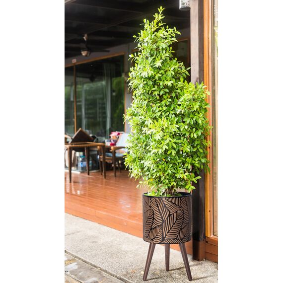 D'vine Dev 88-L-C-6 Pflanztopf mit Ständer, 30,5 cm großer Blumentopf mit Beinen für Zimmerpflanzen, groß, Bronze/Grau, 88-L-C-6