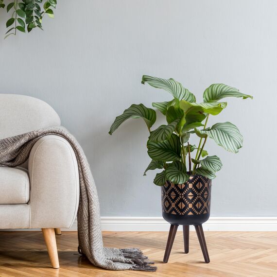 D'vine Dev 25,4 cm Pflanztopf mit Ständer, Mitte des Jahrhunderts hoher Blumentopf mit Beinen für Zimmerpflanzen, Bronze/Schwarz, 88-G-B-6