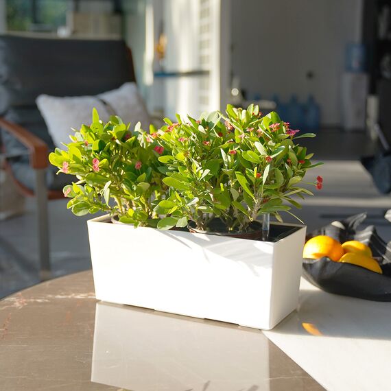 SAROSORA, rechteckiger Selbstbewässerungstopf, 36 cm lang – mit Wasserstandsanzeige, ideal für Pflanzen und Blumen im Innen- und Außenbereich, Sukkulenten, Kräuter, als Fensterkasten (1 Stück, weiß)