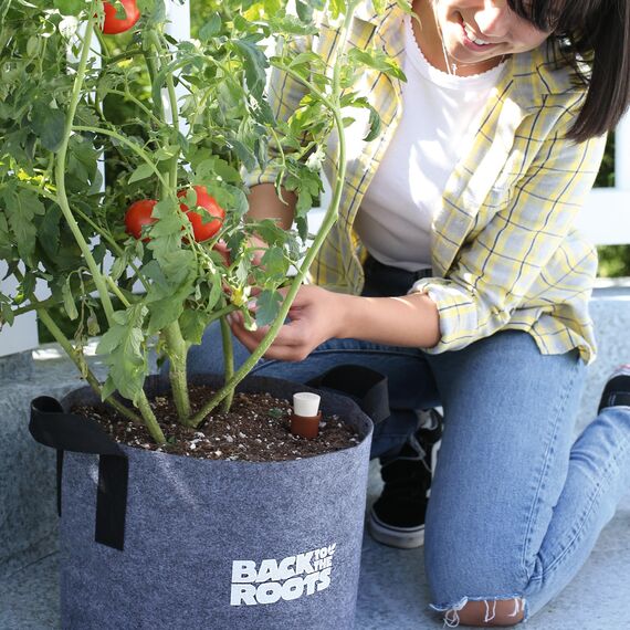 Back to the Roots - Olla Bewässerungstopf