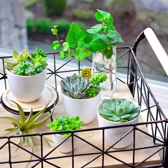 Youngever Mini-Pflanzgefäße aus Kunststoff, 8 cm, für den Innenbereich, weiß, Gartentopf mit Drainage, für alle Zimmerpflanzen, Blumen, Kräuter, Sukkulenten, Keine Pflanze im Lieferumfang enthalten,