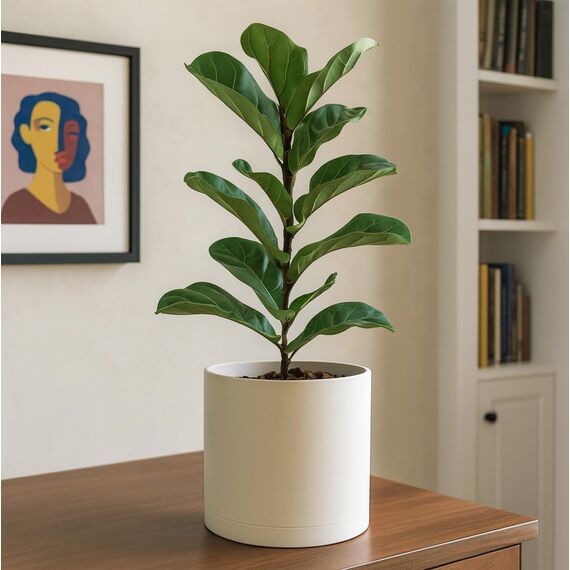 D'vine Dev 25,4 cm Kunststoff-Pflanztöpfe für Blumentopf mit Drainageloch und nahtlosen Untersetzern, Haferflocken, 74-X-H-2