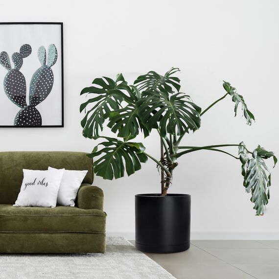 D'vine Dev 40,6 cm schwarzer Kunststoff-Pflanztopf für Blumentopf mit Drainageloch und nahtlosen Untersetzern, 74-X-B-5