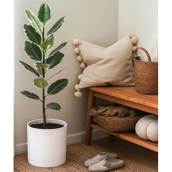 D'vine Dev Kunststoff-Pflanztöpfe für Blumentöpfe mit Ablaufloch und nahtlosen Untersetzern, Weiß, 74-X-A-2, 25,4 cm