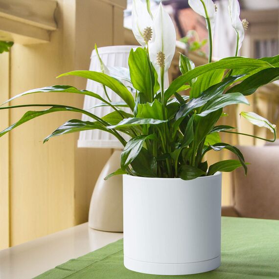 D'vine Dev Kunststoff-Pflanztöpfe für Blumentöpfe mit Ablaufloch und nahtlosen Untersetzern, Weiß, 74-X-A-1, 20,3 cm