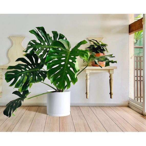 D'vine Dev Blumentöpfe aus Kunststoff, 35,6 cm, mit Ablaufloch und Nahtloser Untertasse, Weiß, 74-X-A-4