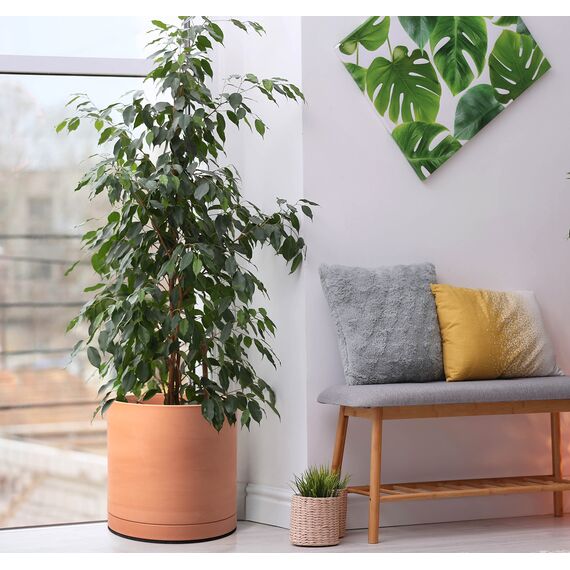 D'vine Dev XL 30,5 cm Terrakotta-Blumentopf mit Ablaufloch und Untersetzer, runder Zylinder-Pflanztopf für Zimmerpflanzen, 40-X-A-6