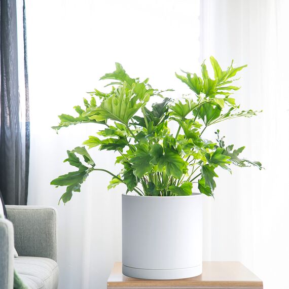 D'vine Dev Kunststoff-Pflanztöpfe für Blumentöpfe mit Ablaufloch und nahtlosen Untersetzern, Weiß, 74-X-A-2, 25,4 cm