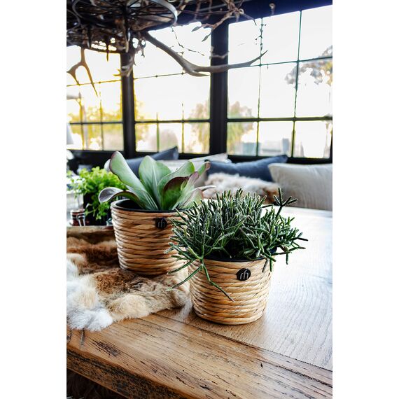 Übertopf ?Wasserhyazinthe? 71650 KÜBEL RD 16CM WASSERHYA 71650-350912