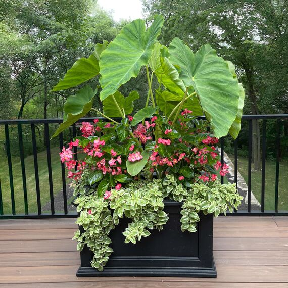 Mayne Fairfield Terrassen-Übertopf, 20 x 36 cm, Schwarz