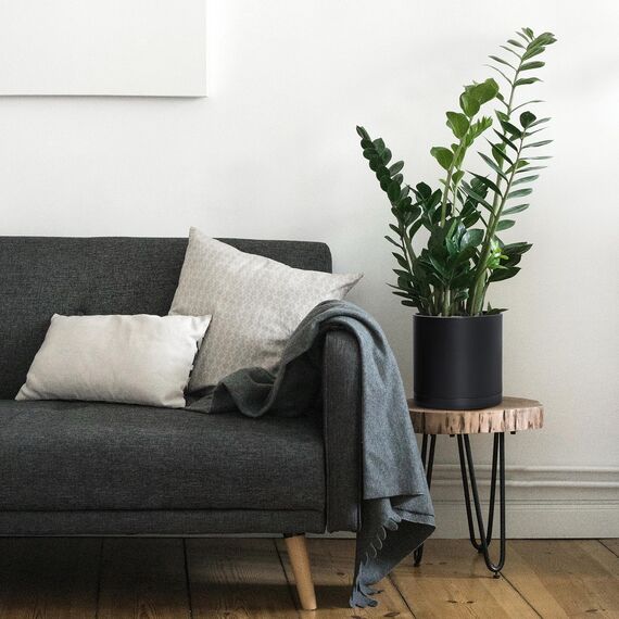 D'vine Dev Blumentöpfe aus Kunststoff, 20,3 cm, mit Ablaufloch und Nahtloser Untersetzer, Schwarz, 74-X-B-1