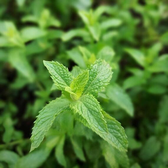 Gardena Kupplung: Verbindungsteil zur sicheren Verbindung zweier Schläuche, auch zum Übergang von 19 mm (3/4 Zoll)- auf 13 mm (1/2 Zoll)-Schläuche (931-50)