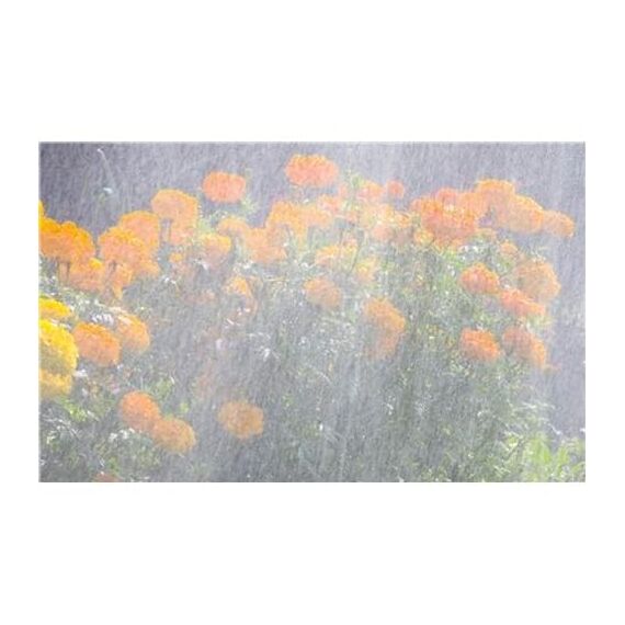 Gardena Schlauch-Regner: Sprühregner für schmale Beete und Zonen, pflanzenschonender feiner Sprühnebel, passend zu vielen Anschlüssen, Längenanpassung möglich, 15m, orange (996-20), Standard