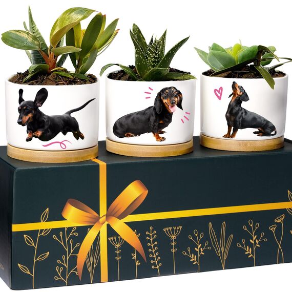 Rosa Vila Dackel Pflanzgefäße, Dackel Geschenke für Frauen & Männer, Premium Qualität Hundeliebhaber Geschenke, Weiner Hund Geschenke für Frauen, Daschund Geschenke für Frauen, Tolles Geschenk für