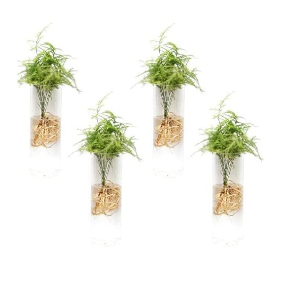 iPoplor DZHJKIO 4er Set Hängende Glas-Pflanzgefäße für Innen- und Außenpflanzen