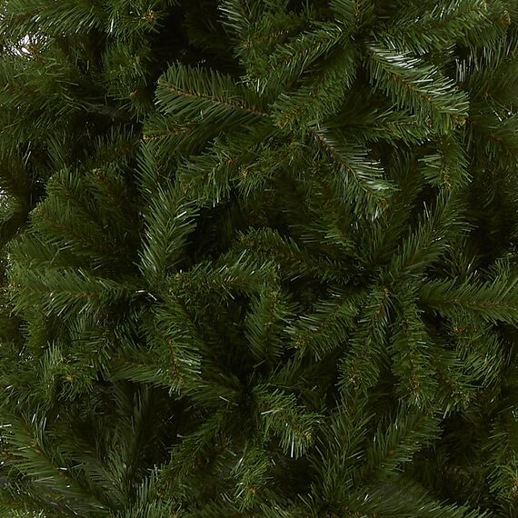 National Tree North Valley Fichte, schmaler Baum, 2,1 m, 2,1 m