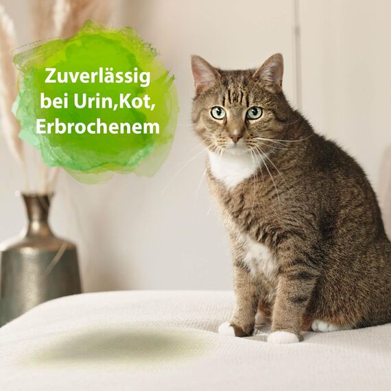 Bactador Enzymreiniger Katzenurin Spray 500ml - Katzenurin Entferner, Mikrobiologischer Geruchsneutralisierer, Katzentoiletten Geruchsentferner, Porentiefe Reinigung in der Tierumgebung