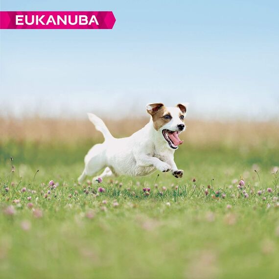 Eukanuba Hundefutter mit frischem Huhn für kleine Rassen, Premium Trockenfutter für ausgewachsene Hunde, 3 kg