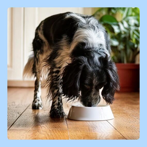 by Amazon Nassfutter für Hunde, Pastete mit Hühnchen und Gourmet-Kern mit Karotten und Nudeln, 300g, 10er-Pack