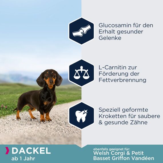 Eukanuba Breed Specific Dackel Trockenfutter - optimal auf die Rasse abgestimmtes Premium Hundefutter mit Huhn, 2,5 kg