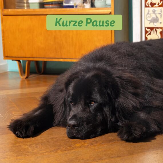 Edgard & Cooper Hundefutter trocken Getreidefrei für Small Adult Hunde (3kg), frisches Lamm, ausgewogene Ballaststoffe für die Darmgesundheit, Natürliche, hypoallergene Rezeptur, nie Fleischmehl